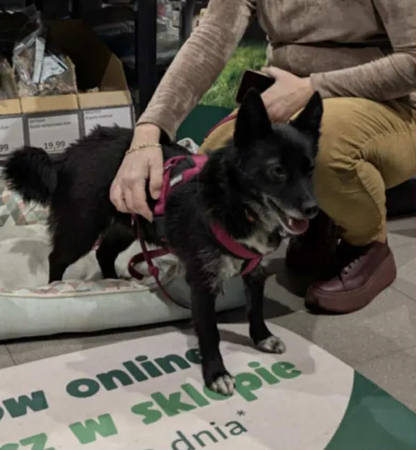 Pies do adopcji, Orzechowce, 11 października 2025 (3/3)