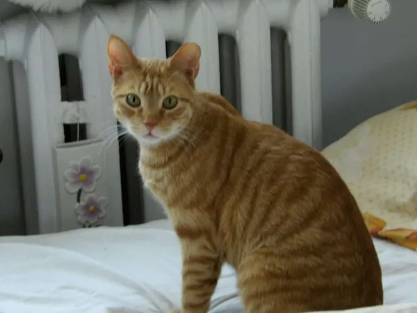 Zaginął kot, Łódź, 23 listopada 2025