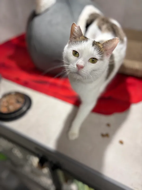 Znaleziono kota, Sosnowiec, 22 listopada 2025 (1/4)