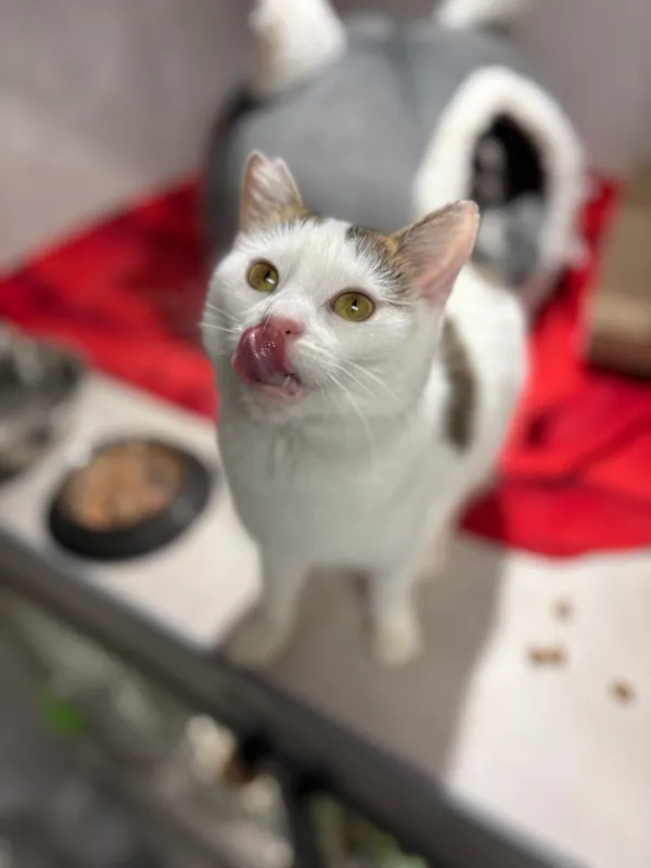 Znaleziono kota, Sosnowiec, 22 listopada 2025 (2/4)