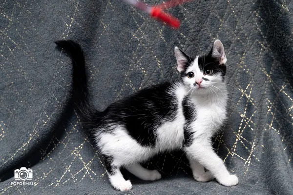 Znaleziono kota, Sosnowiec, 22 listopada 2025 (1/2)