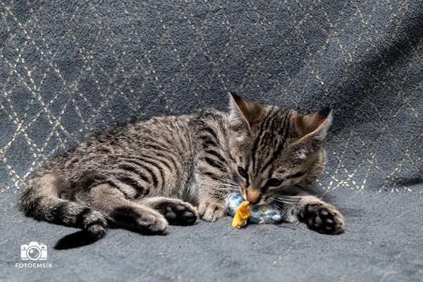 Znaleziono kota, Sosnowiec, 22 listopada 2025 (1/3)