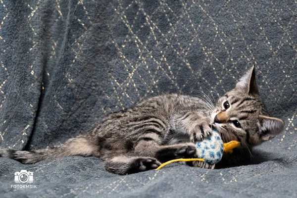 Znaleziono kota, Sosnowiec, 22 listopada 2025 (3/3)