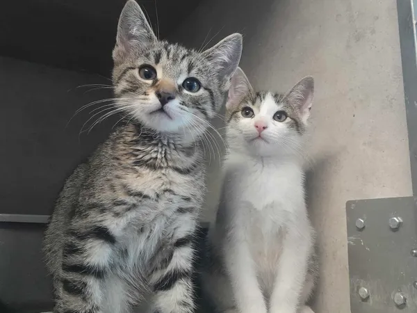 Znaleziono kota, Sosnowiec, 22 listopada 2025