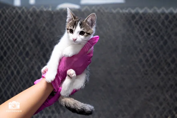 Znaleziono kota, Sosnowiec, 22 listopada 2025