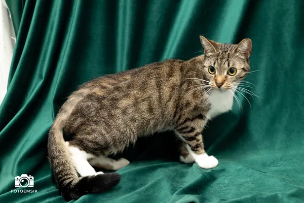 Znaleziono kota, Sosnowiec, 20 listopada 2025 (1/5)