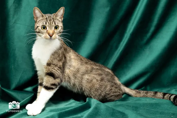 Znaleziono kota, Sosnowiec, 20 listopada 2025 (2/5)