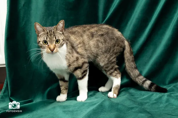 Znaleziono kota, Sosnowiec, 20 listopada 2025 (3/5)