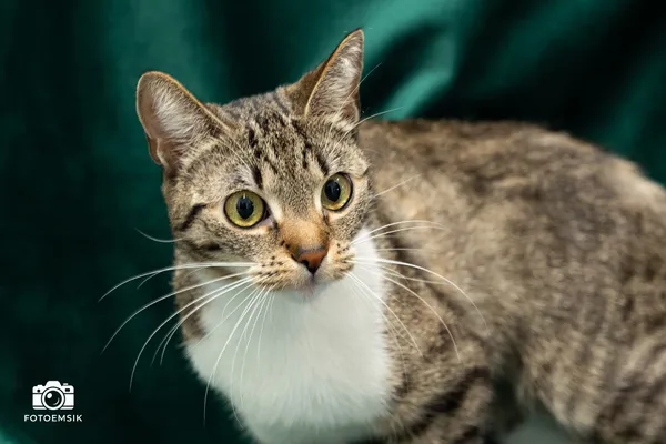 Znaleziono kota, Sosnowiec, 20 listopada 2025 (4/5)