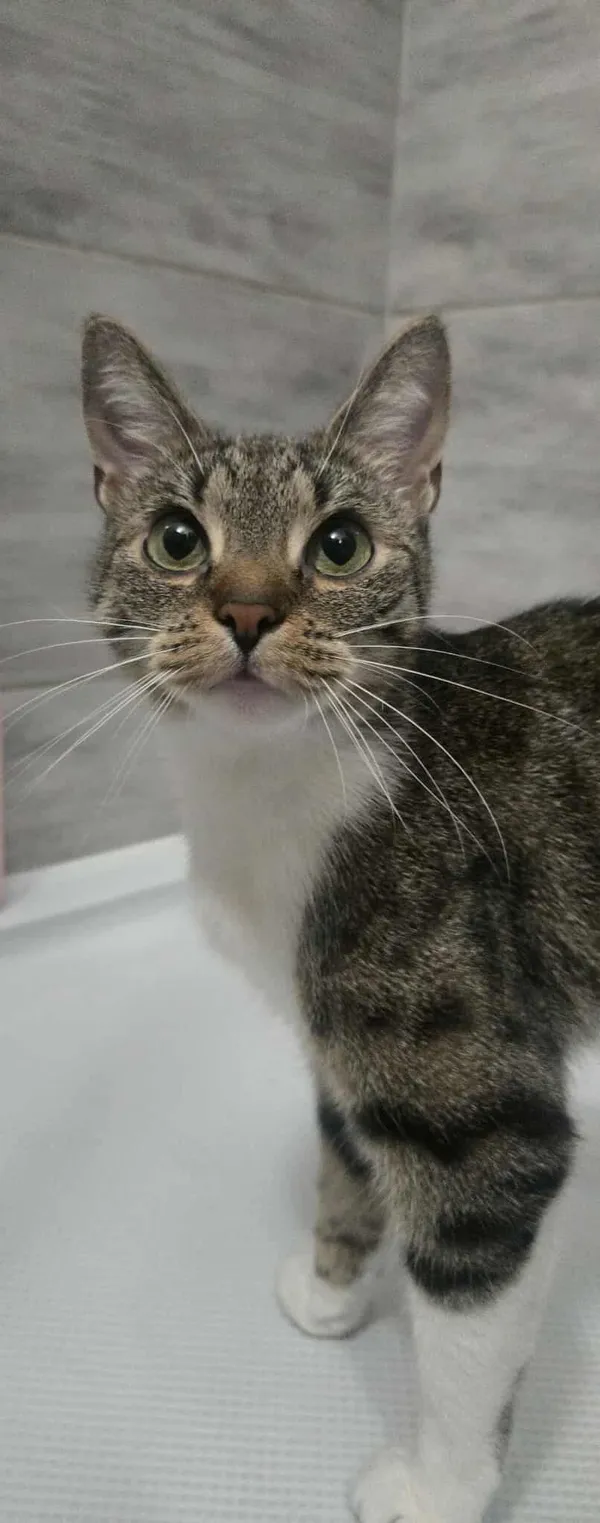 Znaleziono kota, Sosnowiec, 20 listopada 2025 (5/5)