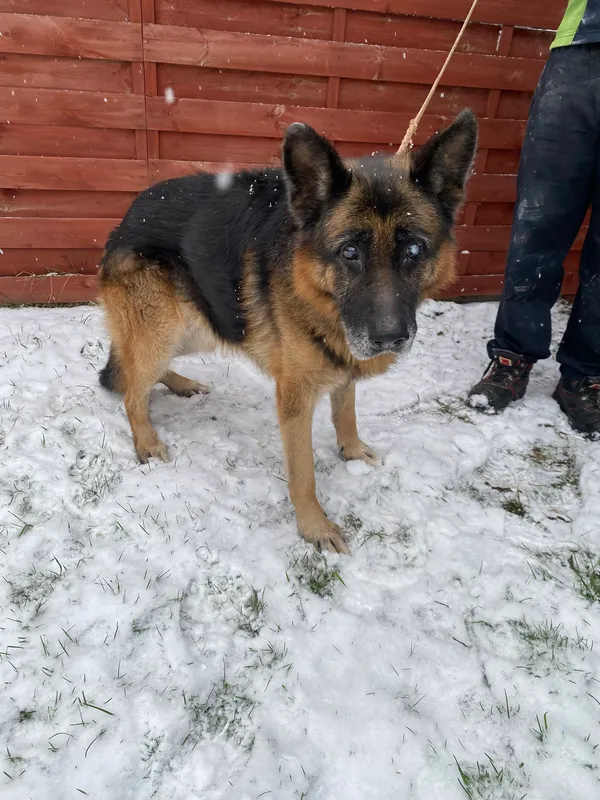 Znaleziono psa, Czartki, 24 listopada 2025