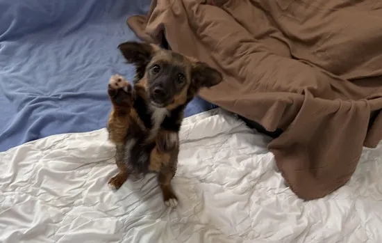 Pies do adopcji, Kraków, 9 listopada 2025