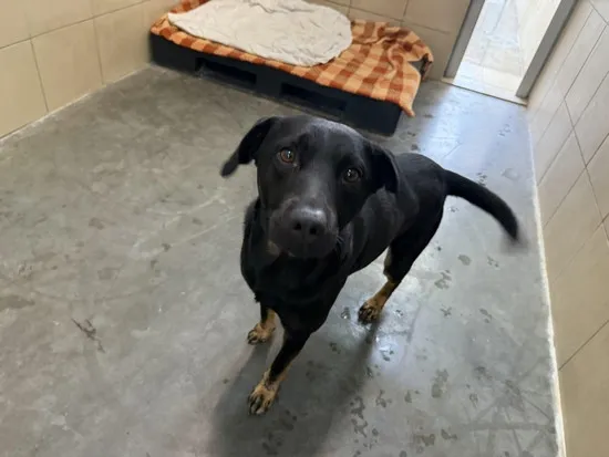 Pies do adopcji, Kraków, 10 listopada 2025