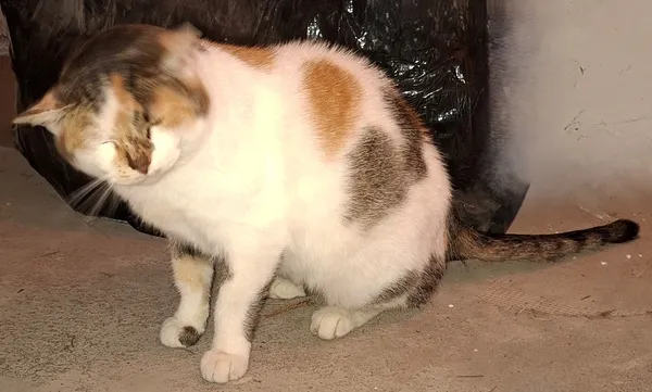 Znaleziono kota, Limanowa, 25 listopada 2025 (2/2)