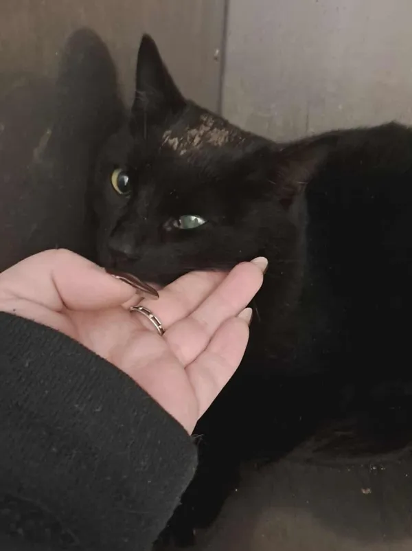 Znaleziono kota, Olsztyn, 23 listopada 2025 (1/2)