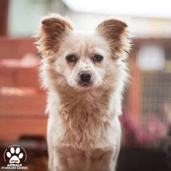 Pies do adopcji, Starogard Gdański, 24 listopada 2025 (1/3)