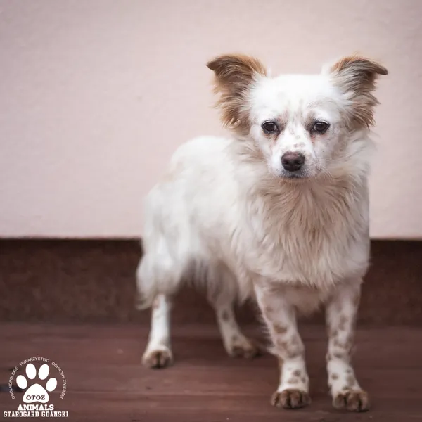 Pies do adopcji, Starogard Gdański, 24 listopada 2025 (2/3)