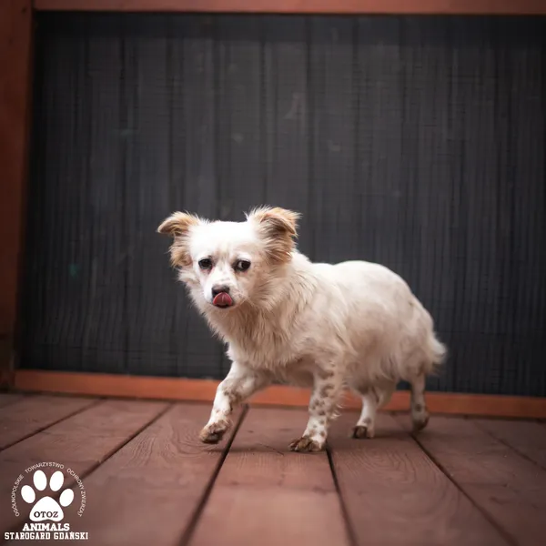 Pies do adopcji, Starogard Gdański, 24 listopada 2025 (3/3)