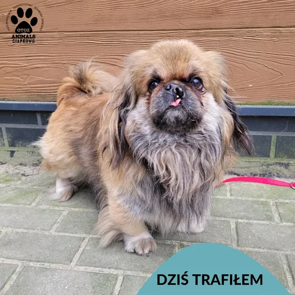 Znaleziono psa, Gdynia, 24 listopada 2025