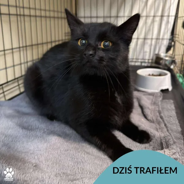 Znaleziono kota, Gdynia, 13 listopada 2025