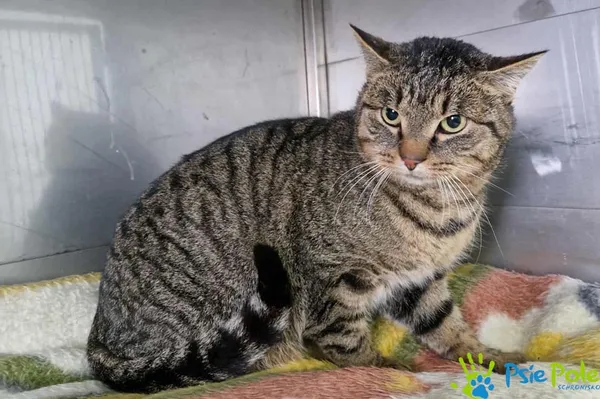 Kot do adopcji, Racławice, 21 listopada 2025