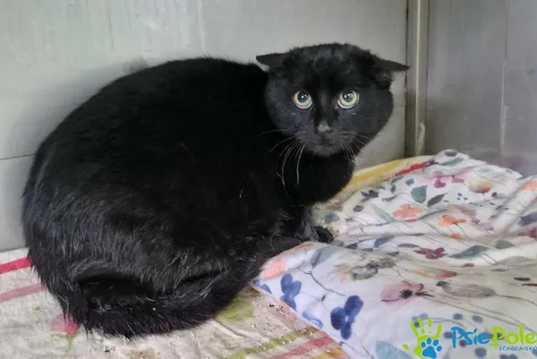 Kot do adopcji, Racławice, 21 listopada 2025 (4/4)