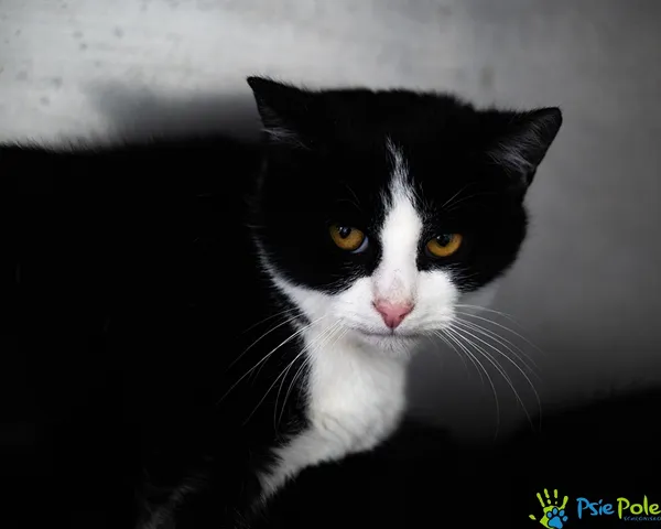 Kot do adopcji, Racławice, 20 listopada 2025 (1/3)