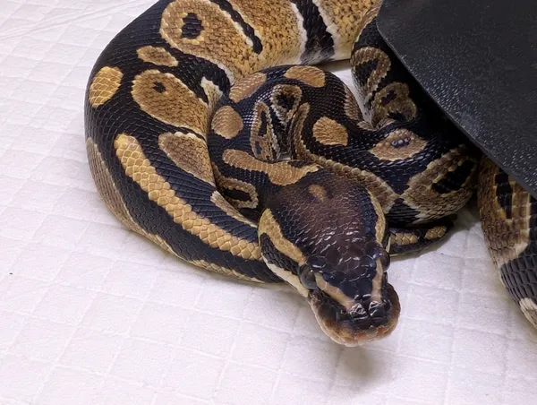 Znaleziono zwierzę, Lublin, 18 listopada 2025