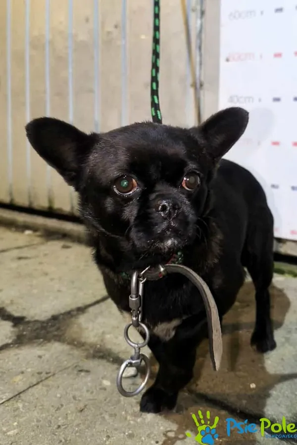 Pies do adopcji, Racławice, 19 listopada 2025 (1/3)