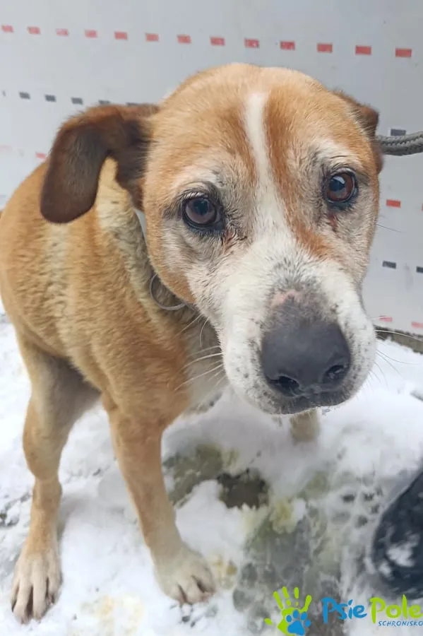 Pies do adopcji, Racławice, 21 listopada 2025 (1/4)