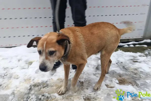 Pies do adopcji, Racławice, 21 listopada 2025 (3/4)