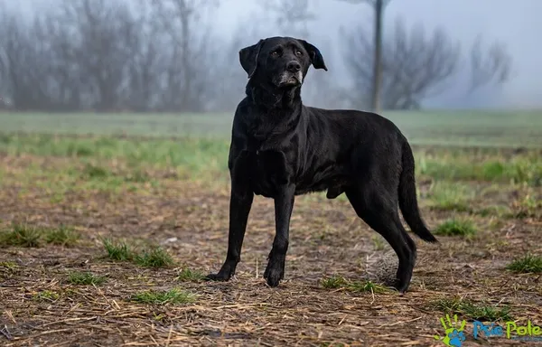 Pies do adopcji, Racławice, 22 listopada 2025 (1/5)