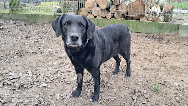 Pies do adopcji, Olsztyn, 1 listopada 2025 (2/5)