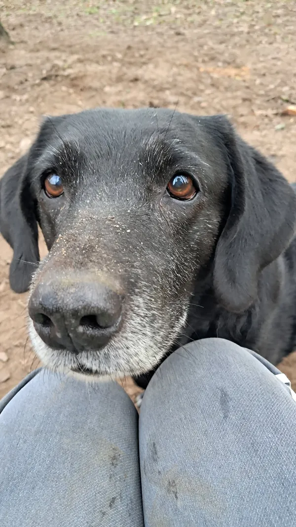 Pies do adopcji, Olsztyn, 1 listopada 2025 (3/5)