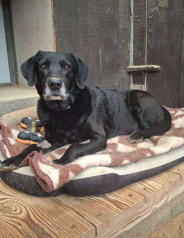 Pies do adopcji, Olsztyn, 1 listopada 2025 (5/5)