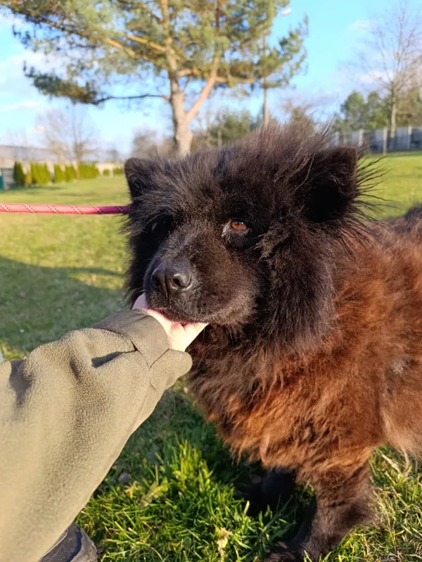 Pies do adopcji, Bełchatów, 26 lipca 2025 (5/5)