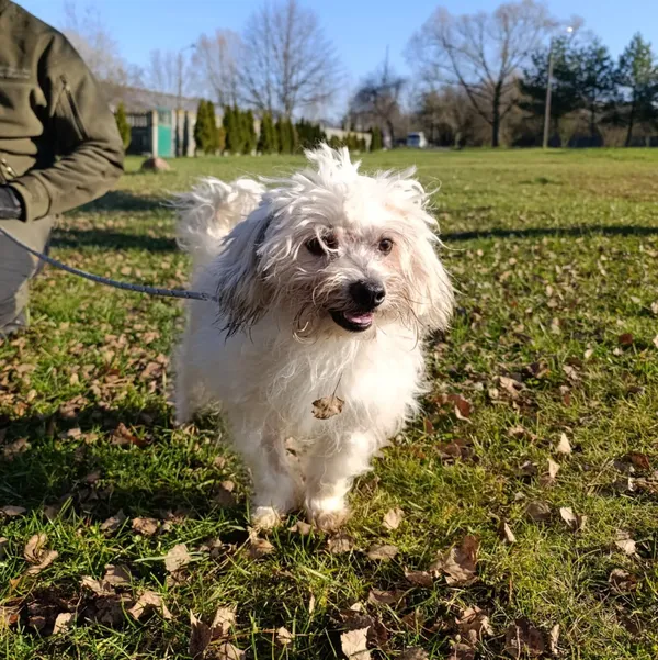 Pies do adopcji, Bełchatów, 31 października 2025 (1/5)