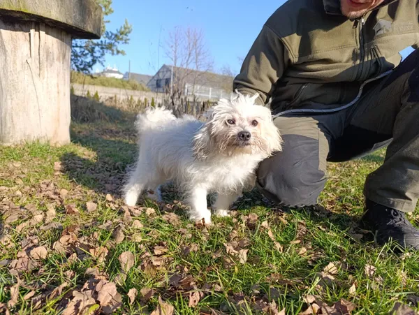 Pies do adopcji, Bełchatów, 31 października 2025 (2/5)