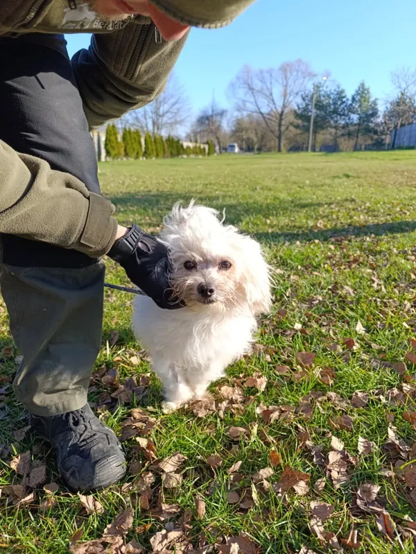 Pies do adopcji, Bełchatów, 31 października 2025 (4/5)