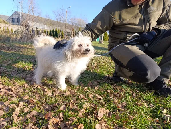 Pies do adopcji, Bełchatów, 31 października 2025 (5/5)