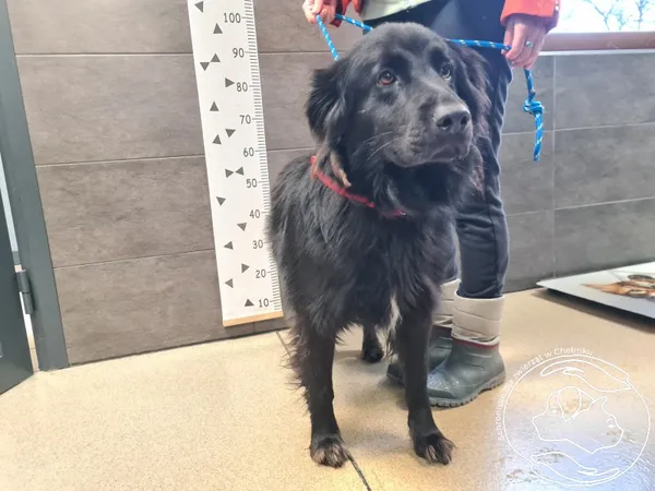 Znaleziono psa, Chełmek, 24 listopada 2025