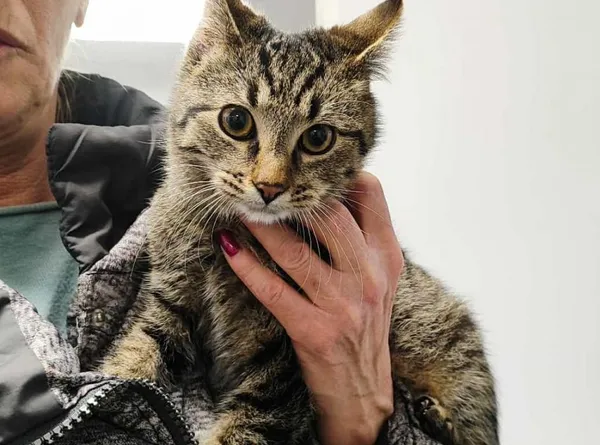 Znaleziono kota, Toruń, 23 listopada 2025