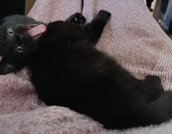 Znaleziono kota, Toruń, 23 listopada 2025