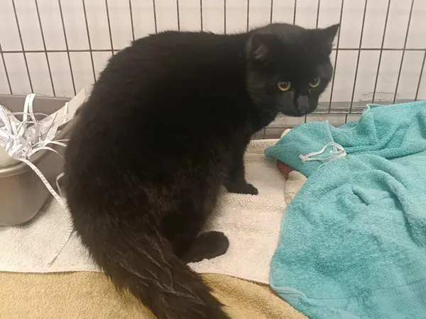 Znaleziono kota, Toruń, 21 listopada 2025