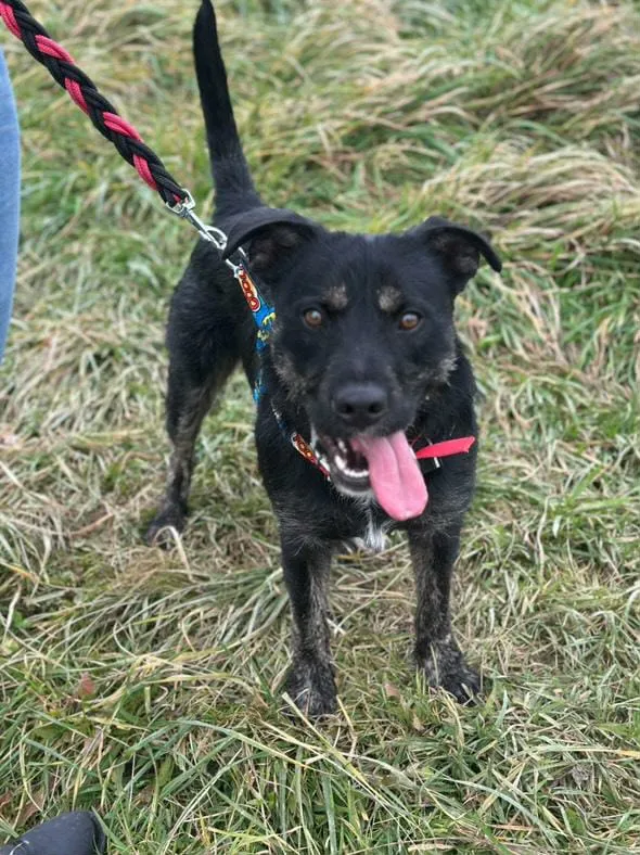 Pies do adopcji, Żywiec, 25 listopada 2025 (1/5)