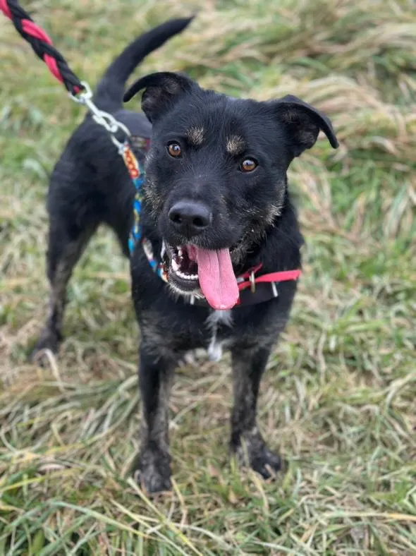 Pies do adopcji, Żywiec, 25 listopada 2025 (2/5)