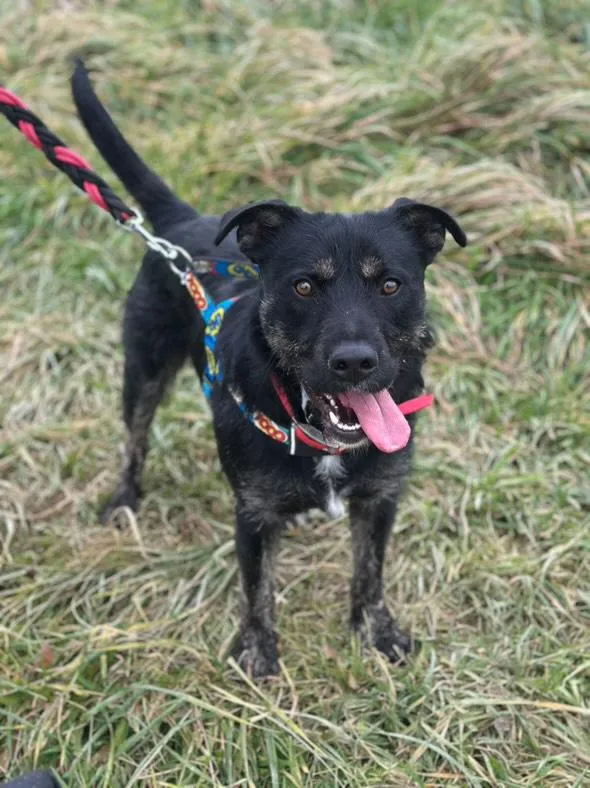 Pies do adopcji, Żywiec, 25 listopada 2025 (3/5)