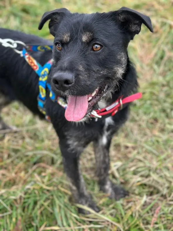 Pies do adopcji, Żywiec, 25 listopada 2025 (5/5)