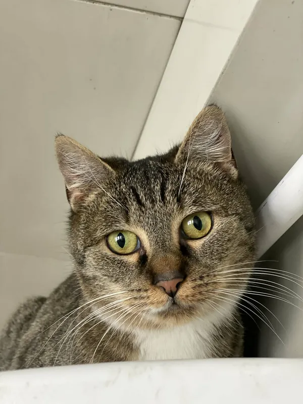 Znaleziono kota, Żywiec, 25 listopada 2025 (1/5)