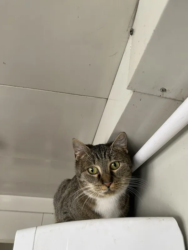 Znaleziono kota, Żywiec, 25 listopada 2025 (5/5)